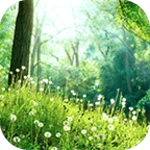 green forest android application logo